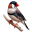 FinKI